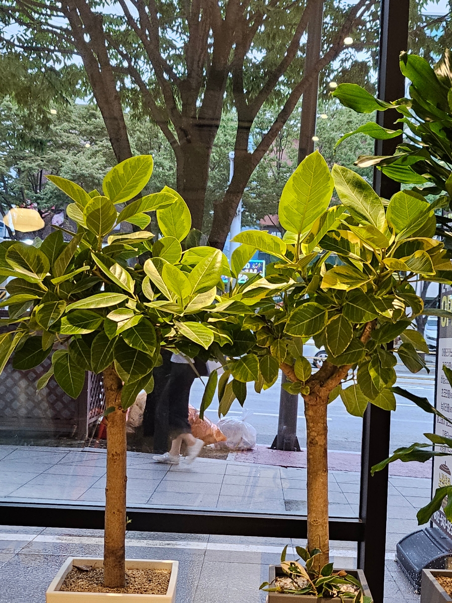 노랑통닭 강남구청점 이미지