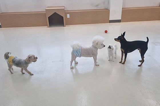 아르멍미르멍 이미지