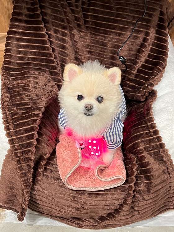 코니아일랜드 이미지