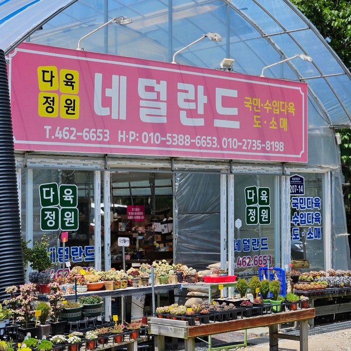 다육정원네덜란드 이미지