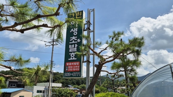 그린야생초발효 이미지