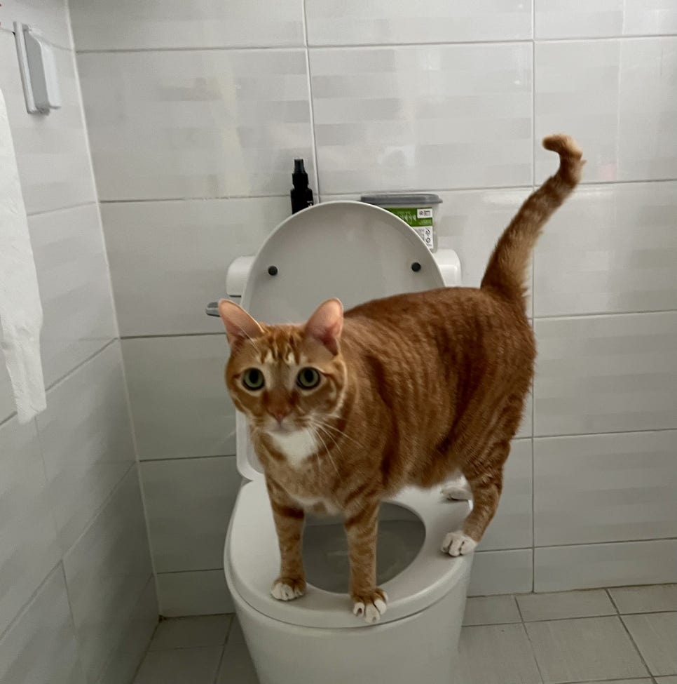 옥쓔타코 이미지