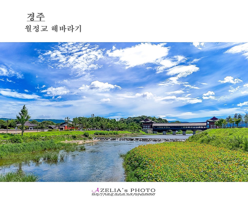 해바라기2 이미지