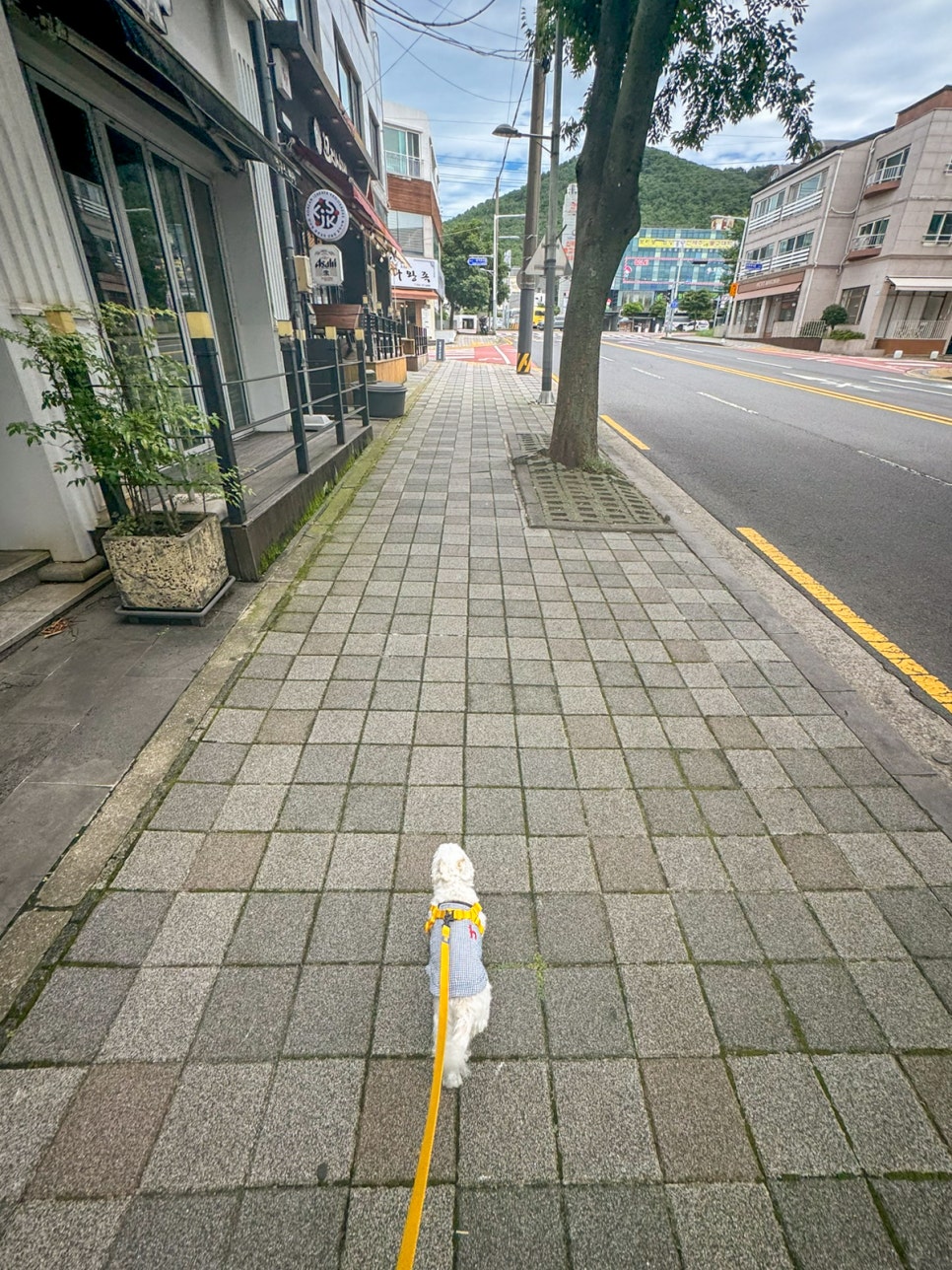 볼빨간피자 이미지