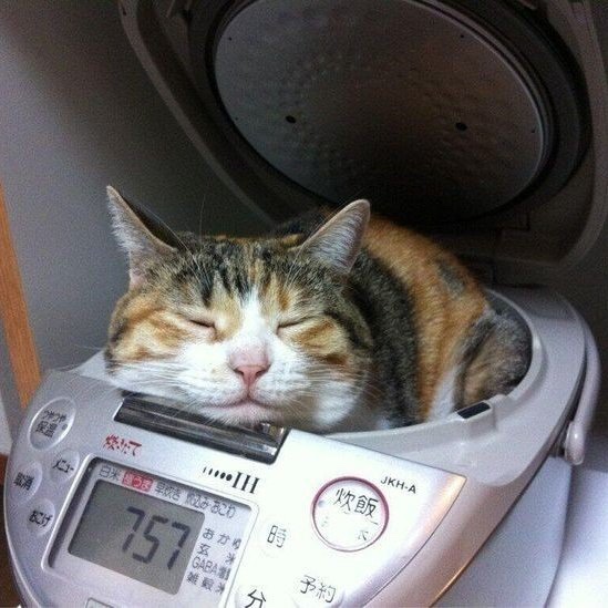 밥통 이미지
