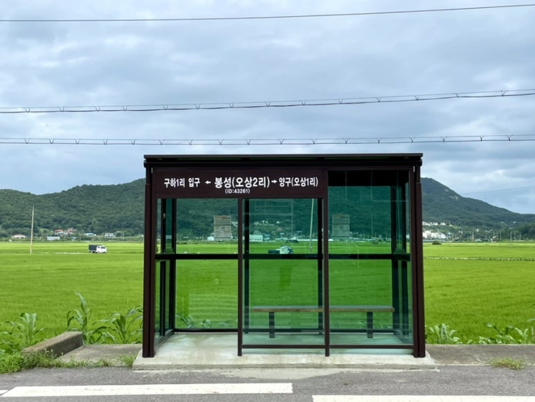 카페인 분재 이미지