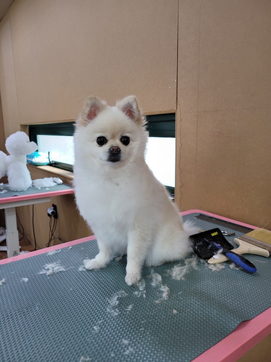 포항애견미용학원 이미지