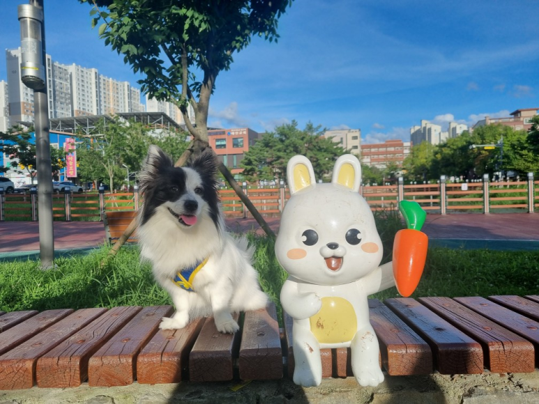 라슈 이미지