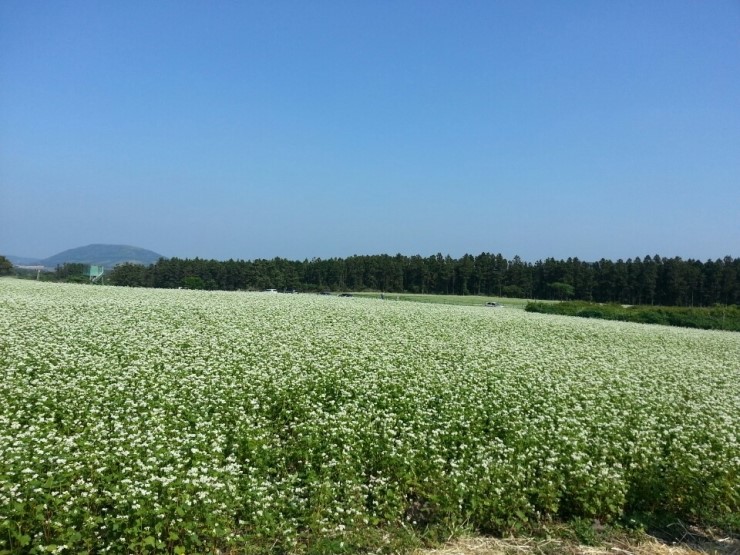 제주메밀영농조합법인 이미지