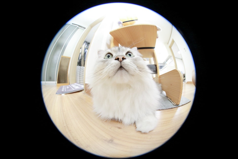 차차하우스 이미지