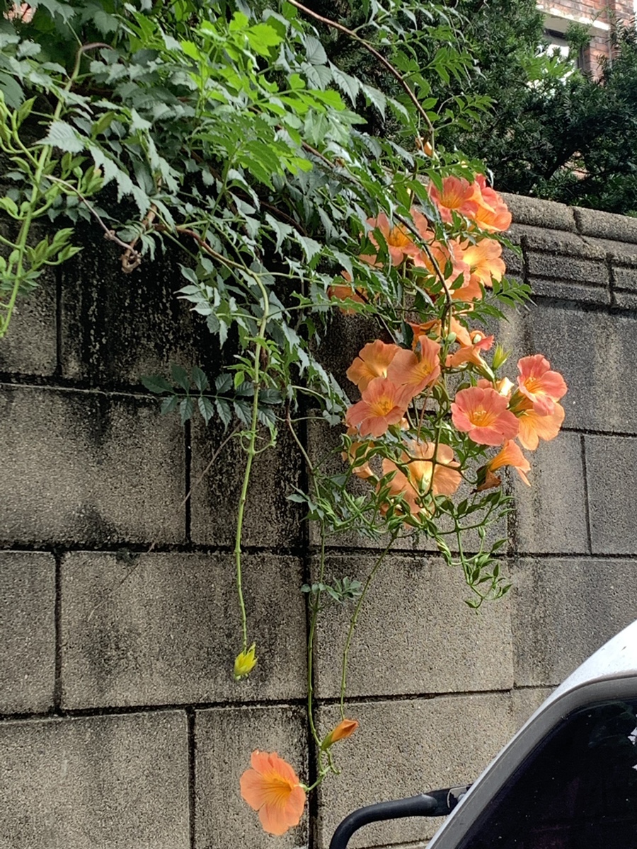 라오삐약 이미지