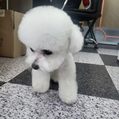 강북에이스애견미용학원 이미지