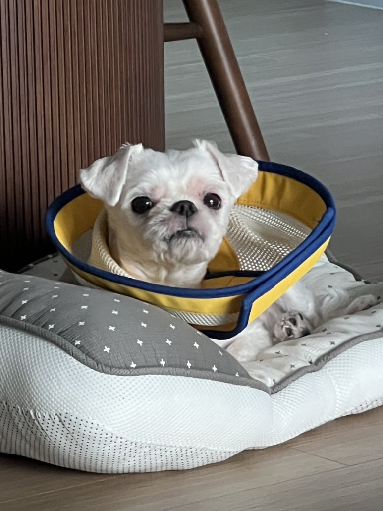 송절부대찌개 이미지