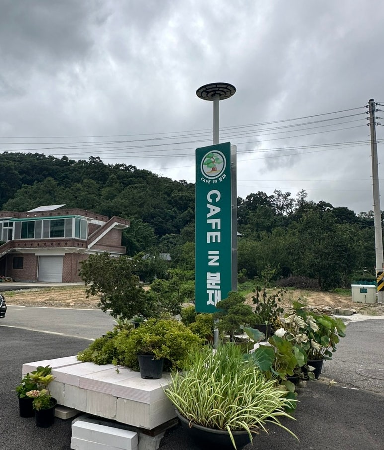 카페인 분재 이미지