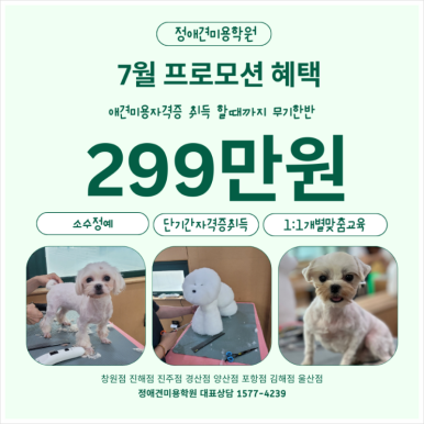 포항애견미용학원 이미지