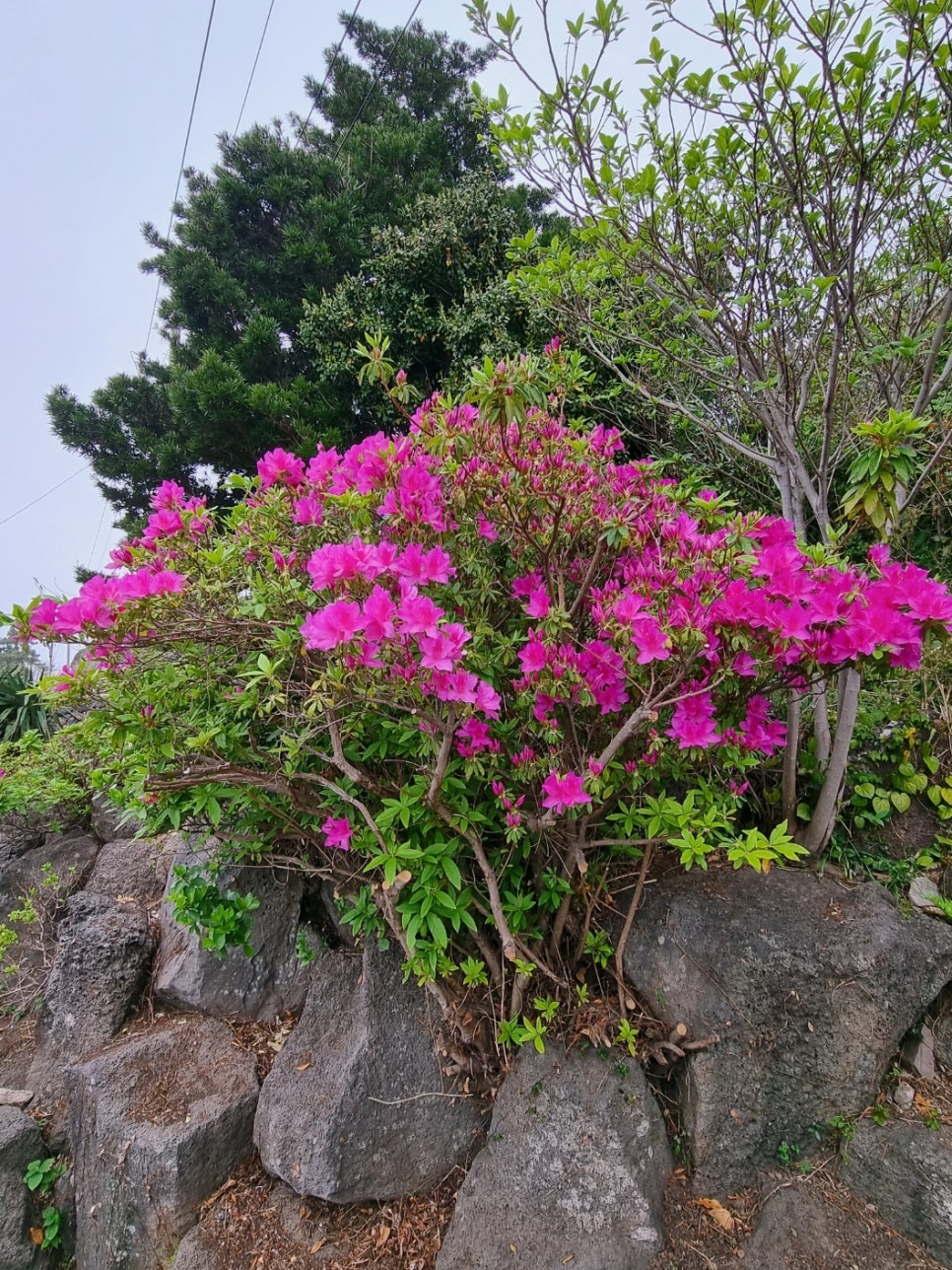정인당 이미지