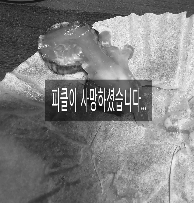 노랑김밥&크로플각 이미지