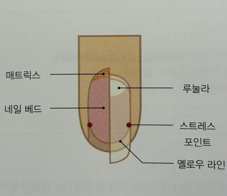 EDGE네일 이미지
