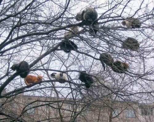 보노트리 이미지
