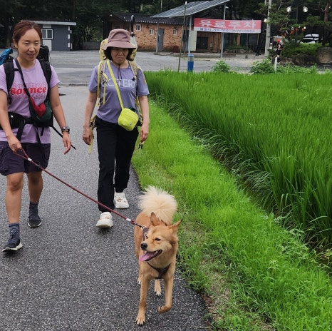 도마치자연그대로캠핑장 이미지