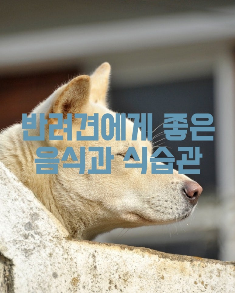 반려견에게 좋은 음식과 식습관