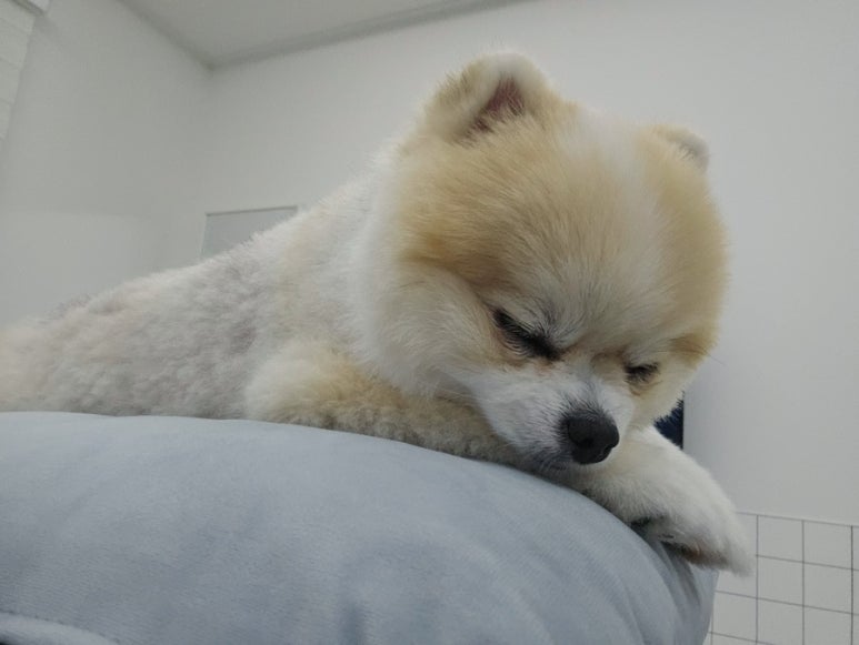 골드스푼애견풀빌라 이미지