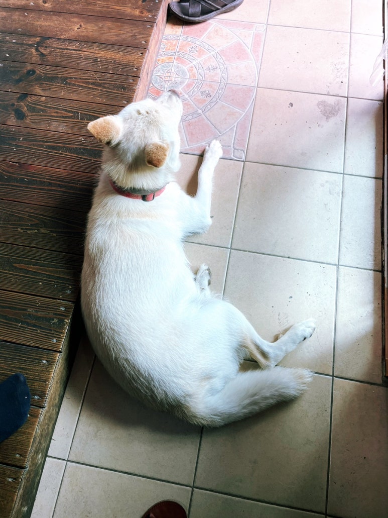 복실이 한정식 이미지