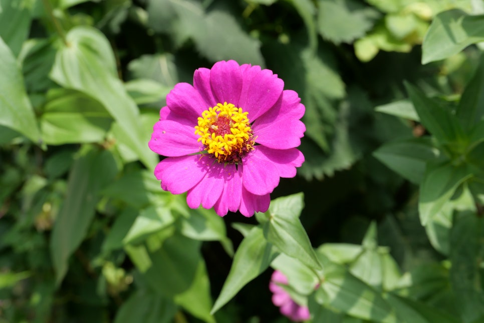 타코구어요 이미지