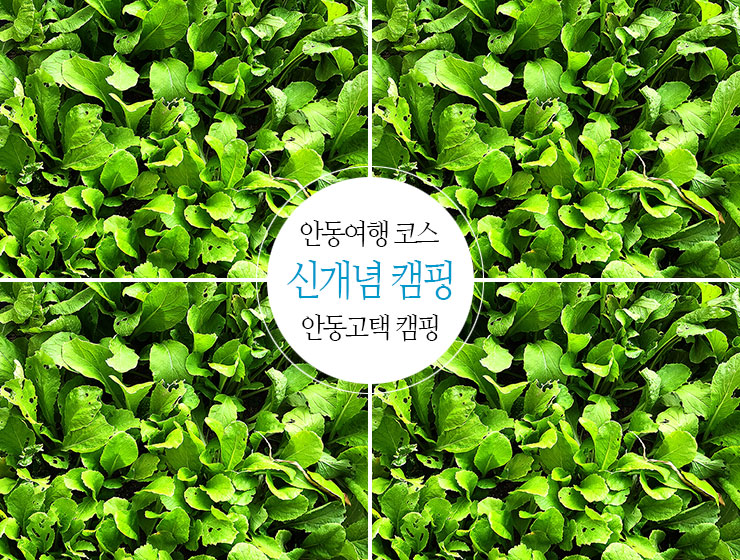 사단법인 안동시관광협의회 이미지