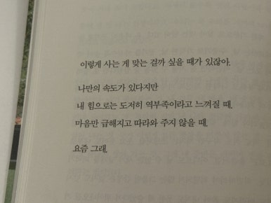 일홍 이미지