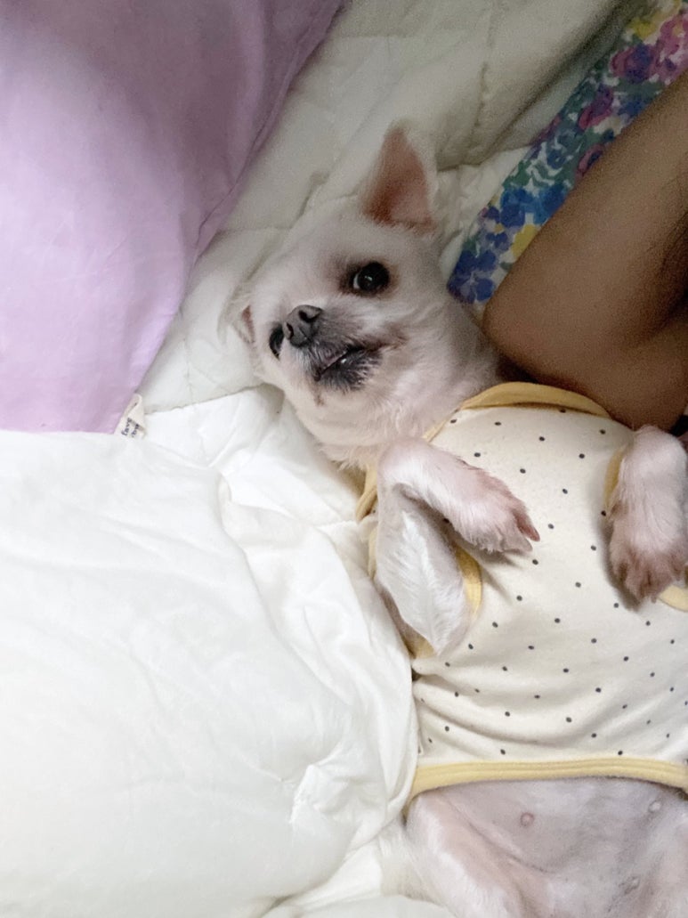 대술칼국수 이미지