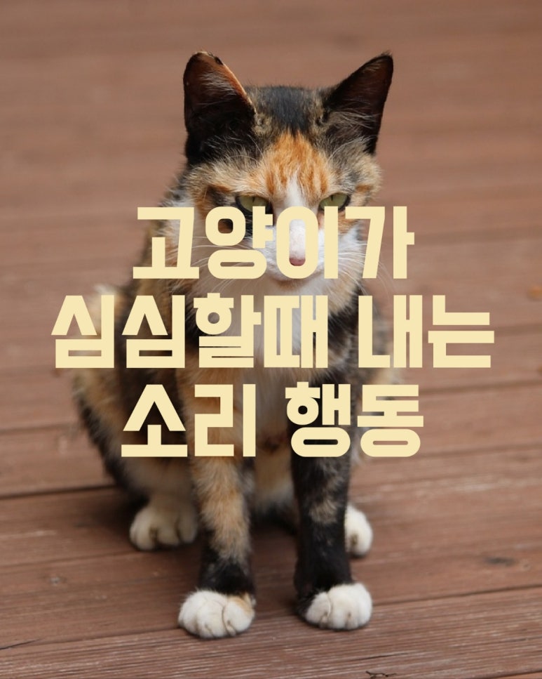고양이가 심심할 때 내는 소리 행동