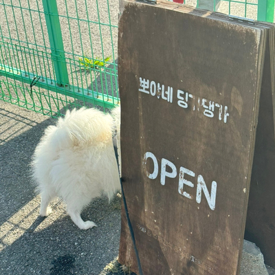 뽀야네딩가댕가 이미지