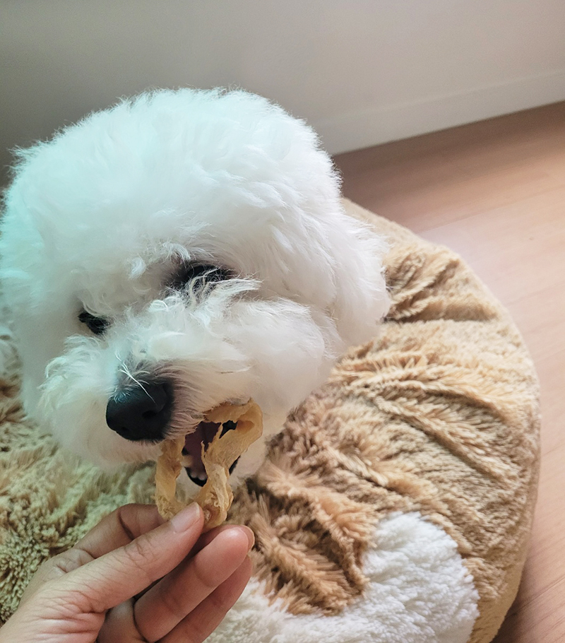 푸드덕 이미지