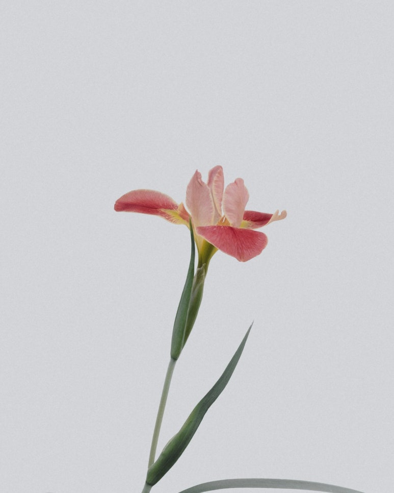 너에게, 꽃이다 이미지