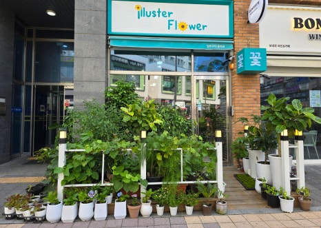 일루스터플라워 이미지