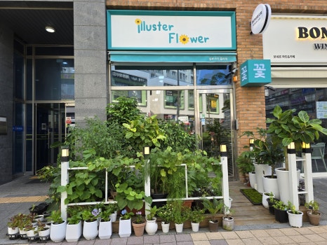 일루스터플라워 이미지