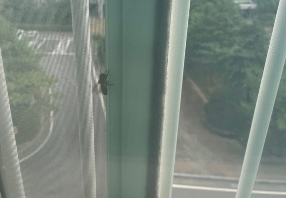 제성기아 이미지