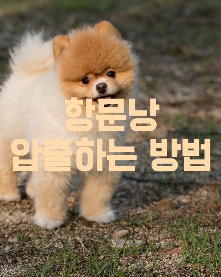 강아지 항문낭 압출하는 방법