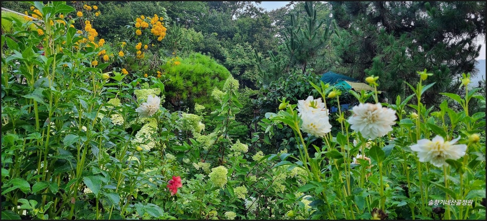 솔향원 이미지
