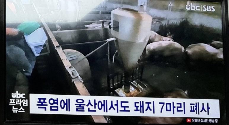 단단이네 이미지