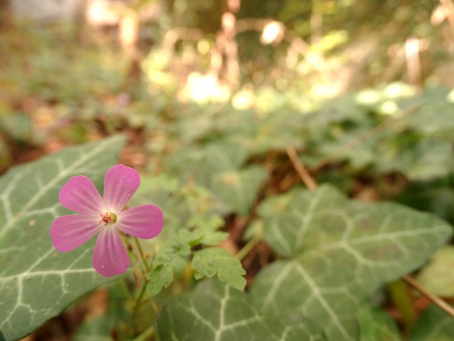 행복 순대 이미지