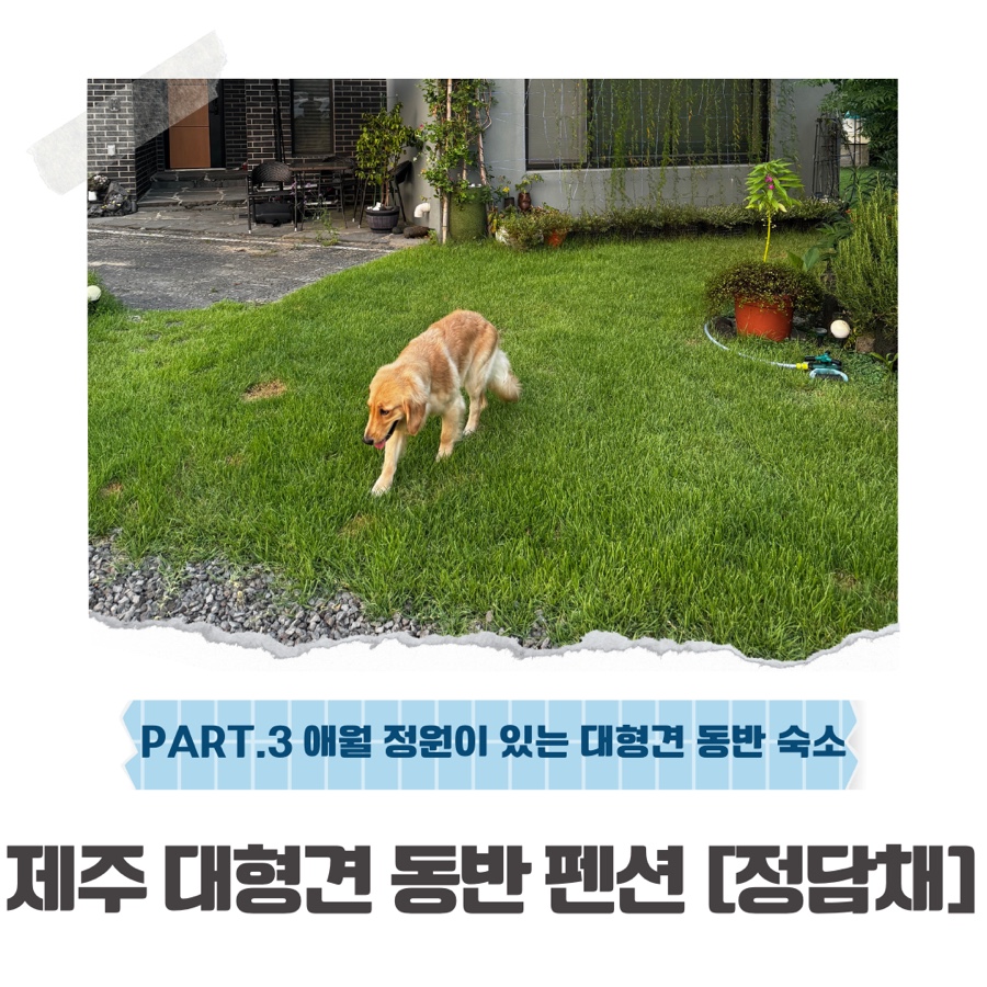 정담채 이미지