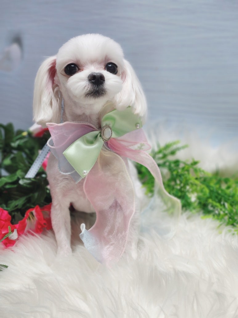 예쁜미용 이미지