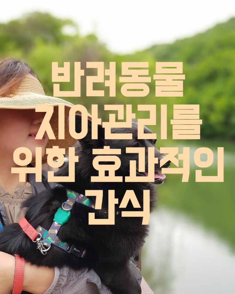 반려동물 치아 관리를 위한 효과적인 간식