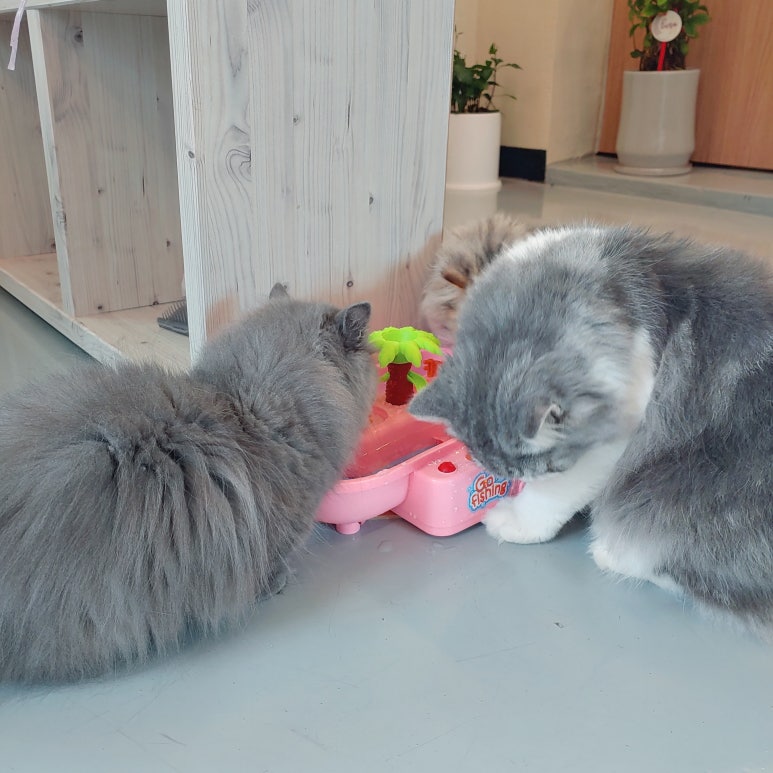 아리카페 이미지