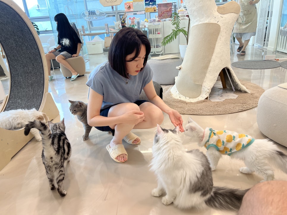 701아를고양이카페(cat in the art) 이미지