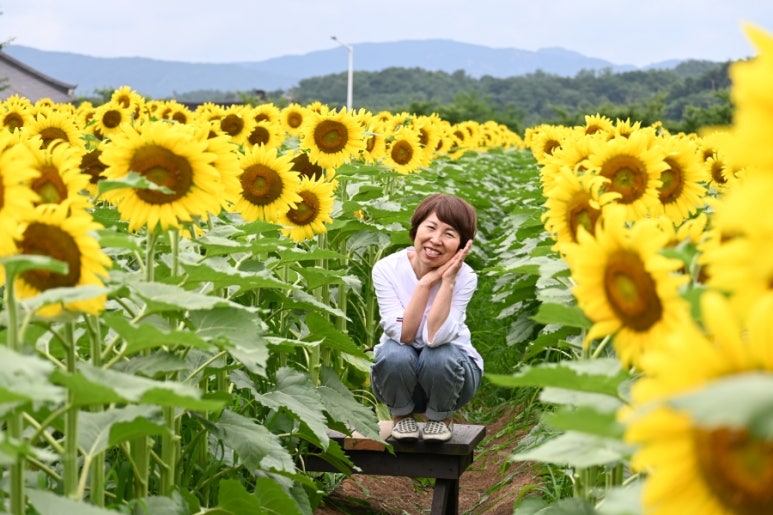 해바라기카페 이미지