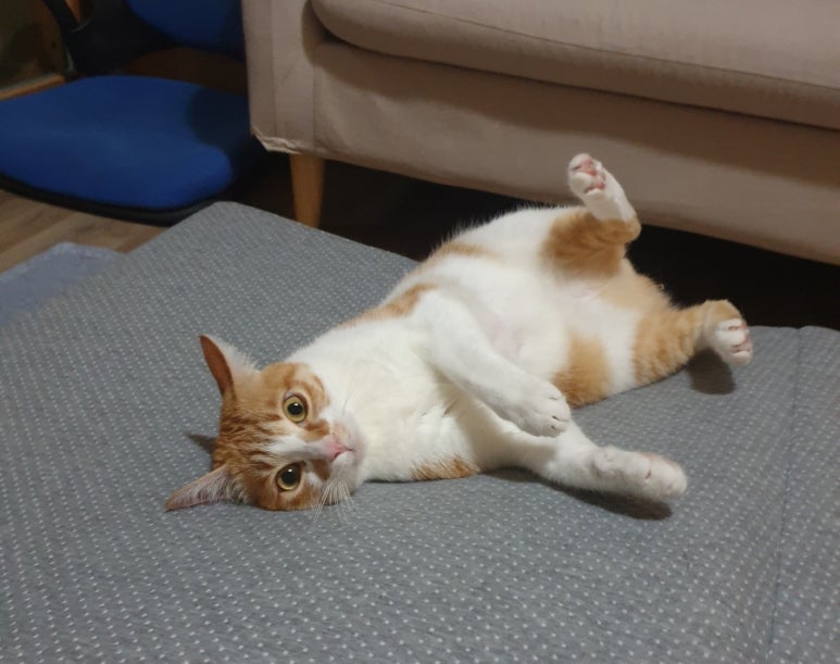 히메카츠 이미지