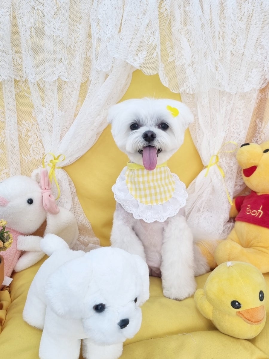신도림 강아지 가위컷 미용, 2시간 완성 나리펫살롱 후기 — 사진 9